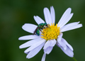 Green Bee on Flower